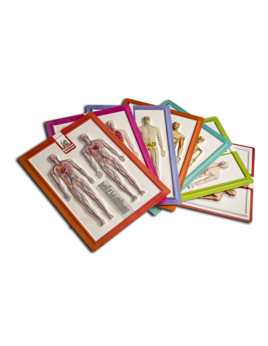 Kabartma Anatomi Atlası (A4 Boyutu) - Gürbüz Yayınları