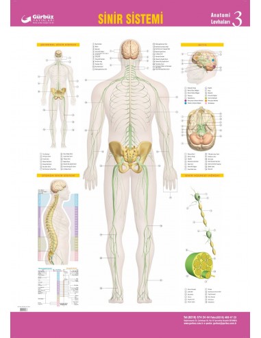 Sinir Sistemi Levhası (70x100) - Gürbüz Yayınları