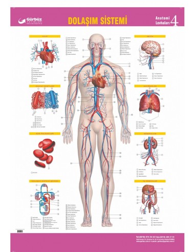 Sinir Sistemi Levhası (70x100) - Gürbüz Yayınları
