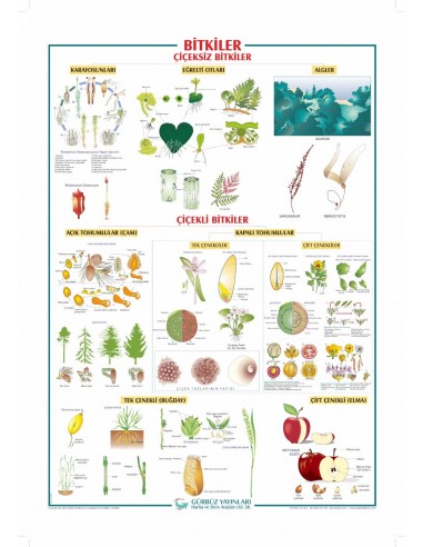 Bitkiler Levhası (70x100) - Gürbüz Yayınları